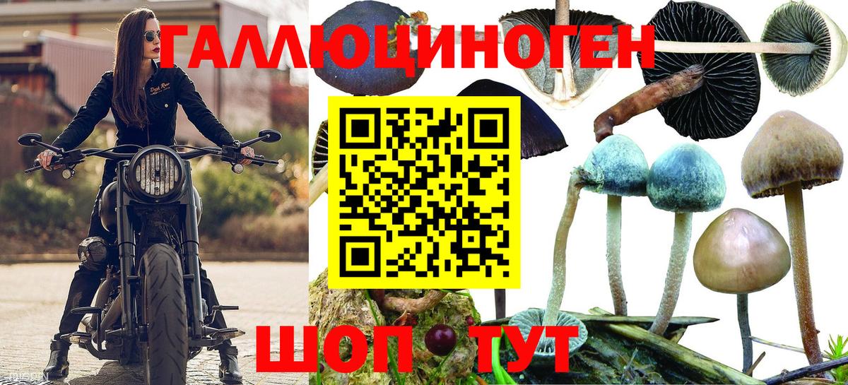Псилоцибиновые грибы Psilocybe Дубна
